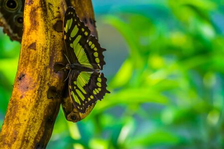 closeup of a malachite butterfly drinking from fruit, colorful and beautiful insect, tropical specie from americaの写真素材
