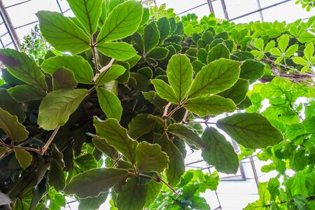 closeup of the leaves a giant grape vine plant, tropical cultivated plant specie, Horticulture and nature backgroundの写真素材