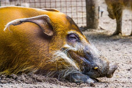 closeup of the face of a red river hog, tropical wild boar from Africa