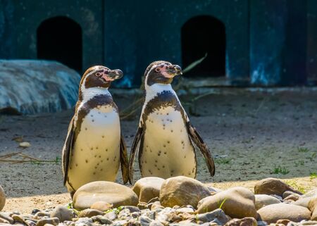 humboldt penguin couple standing together at the shore, Semi aquatic birds, Vulnerable animal specie from South americaの素材 [FY310134309487]