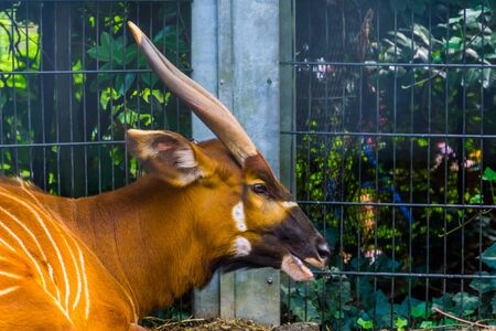 the face of a eastern mountain bongo in closeup, critically endangered animal specie from africaの写真素材
