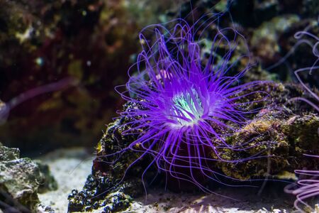 beautiful closeup of a flower tube sea anemone shining purple light, tropical animal specie from the indo-pacific oceanの写真素材
