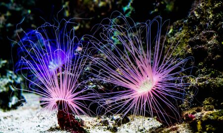two flower tube sea anemones shining bright pink neon light underwater, tropical animal specie from the indo-pacific oceanの写真素材