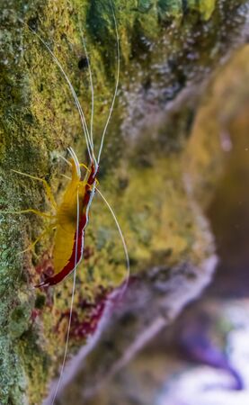 atlantic cleaner shrimp in closeup, colorful prawn from the atlantic oceanの写真素材