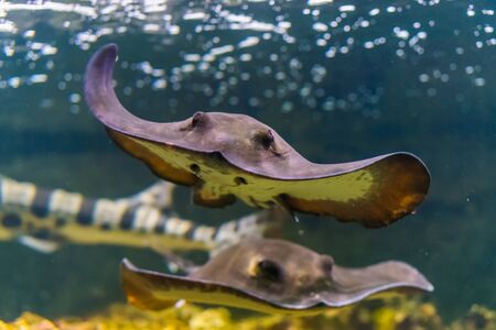 front closeup of a common stingray swimming underwater, popular tropical fish specie from the Atlantic oceanの写真素材