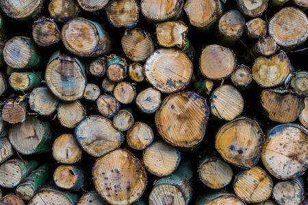 diverse wood logs in closeup, nature pattern background, lumbered fire wood