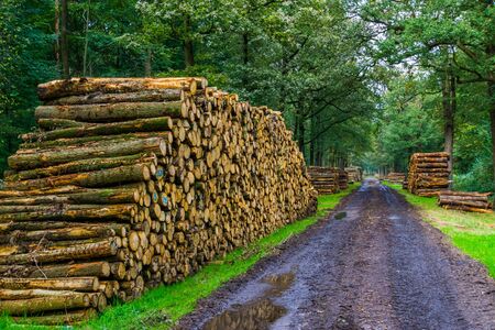 big piles of cut tree trunks with a muddy forest road in the liesbos of Breda, the Netherlandsの写真素材