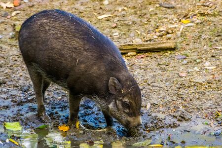 visayan warty pig grubbing in the mud, typical wild boar behavior, critically endangered animal specie from the philippinesの写真素材