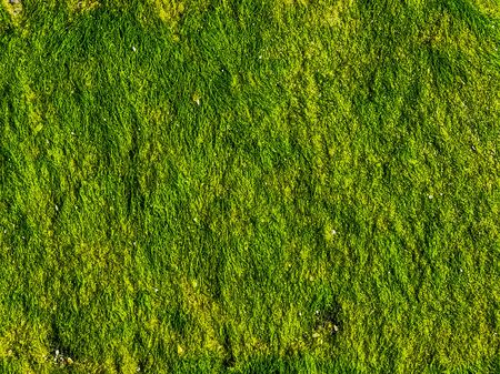 macro closeup of green seaweed on a rock, pattern of seaweeds, water algae specieの写真素材