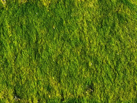 macro closeup of green seaweed on a rock, pattern of seaweeds, water algae specieの素材 [FY310135352803]