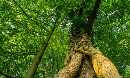 closeup of a fused tree trunk in the liesbos forest of breda, the netherlands, trees growing togetherの写真素材