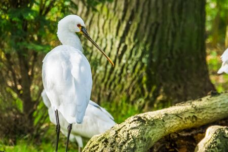 closeup of a eurasian spoonbill, common bird specie from Eurasiaの写真素材
