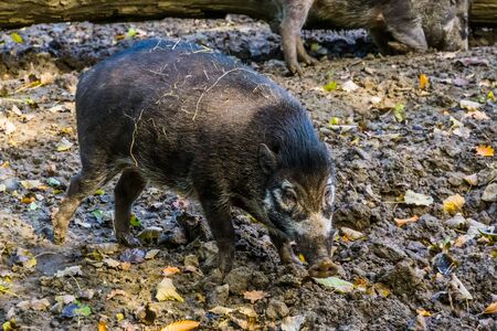 closeup portrait of a visayan warty pig, wild boar, critically endangered animal specie from the philippinesの写真素材