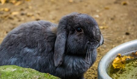 cute portrait of a black european rabbit, Popular domesticated bunny specieの写真素材