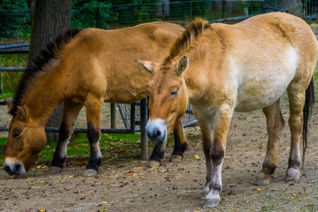 Wild mongolian horse couple walking together in the pasture, Endangered animal specie from the steppes of Asiaの写真素材