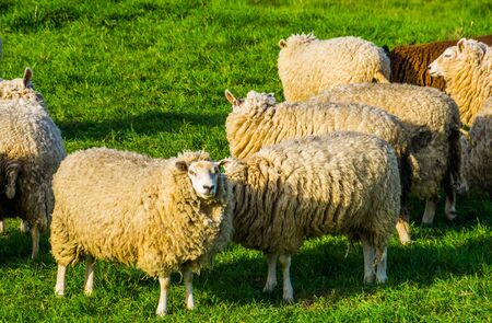group of dutch sheep with blank ear tags standing in the grass pasture, popular agricultural animals