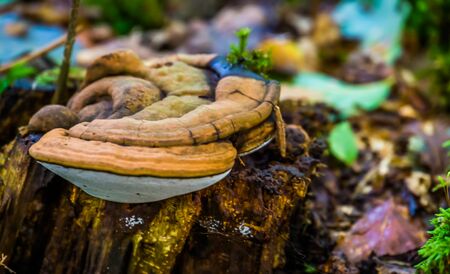 closeup of an artist's bracket, cosmopolitan fungi specie causing wood decay, edible and medicinal...