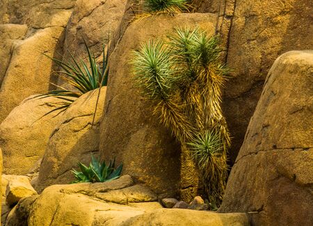 Joshua tree growing in a desert scenery, tropical evergreen plant specie from Americaの写真素材