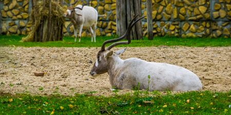 white screwhorn antelope sitting down, critically endangered animal specie from Africaの写真素材