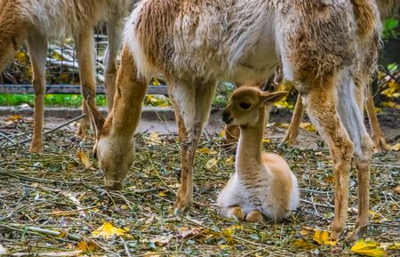 closeup of a vicuna baby sitting under its mother, Adorable animal family portrait, Specie related to the camel and alpacaの写真素材