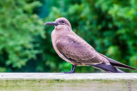 portrait of a female inca tern, coastal bird from America, near threatened animal specieの写真素材