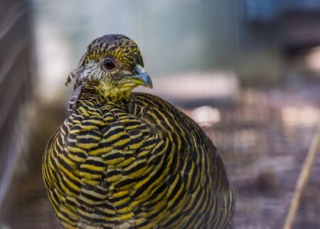 female golden pheasant face in closeup, tropical bird specie from china and americaの写真素材