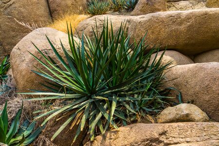 closeup of a agave sisalana plant, known as sisal in mexico, Popular tropical plant specieの写真素材