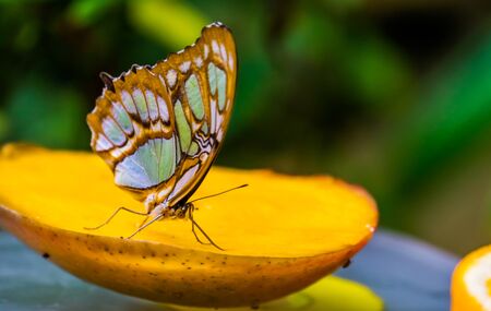 Macro closeup of a malachite butterfly with closed wings, Colorful and beautiful tropical insect...
