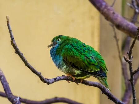 closeup portrait of a white eared catbird, colorful and tropical bird specie from new guineaの写真素材