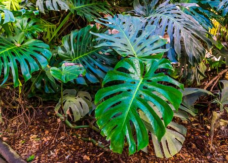 swiss cheese plant with its typical leaves, nature background, popular tropical plant specie from americaの写真素材