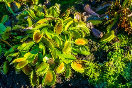 Wacky traps a popular dutch cultivar specie of the venus flytrap, tropical carnivorous plant specieの写真素材