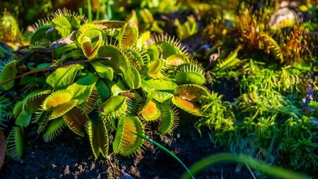 closeup of a wacky traps, popular dutch cultivar of the venus flytrap, tropical carnivorous plant...