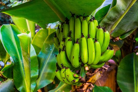 closeup of a banana bunch on a tree, edible banana plant specie from Asiaの写真素材