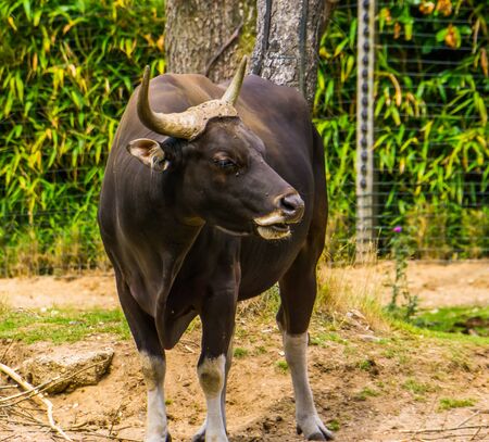 closeup portrait of a black banteng bull, Endagered cattle specie from Indonesiaの写真素材