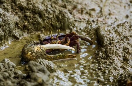 closeup of a male fiddler crab in the mudflats, tropical crustacean specieの写真素材