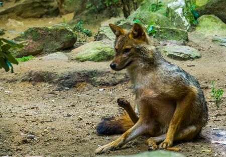closeup of a golden jackal sitting on the ground, Wild dog specie from Eurasiaの写真素材