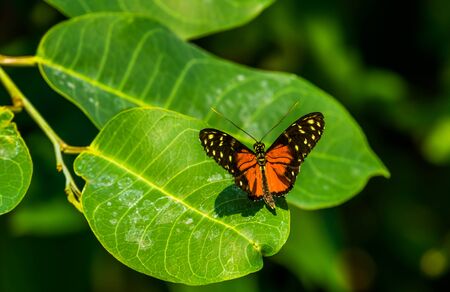 closeup of a tiger longwing butterfly, colorful tropical insect specie from Mexico and peru
