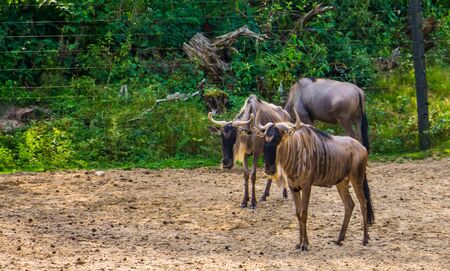 eastern white bearded wildebeest couple together, tropical antelope specie from Africaの写真素材
