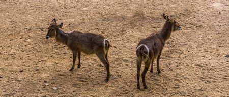 ellipsen waterbuck couple together, tropical antelope specie from Africaの写真素材