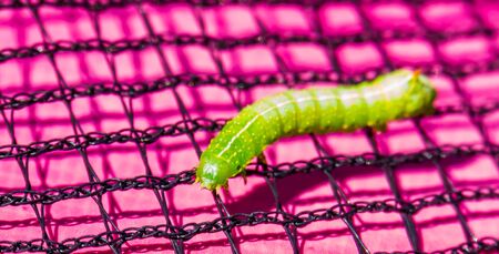 closeup of a angle shades caterpillar, larva of a moth specie from Europe