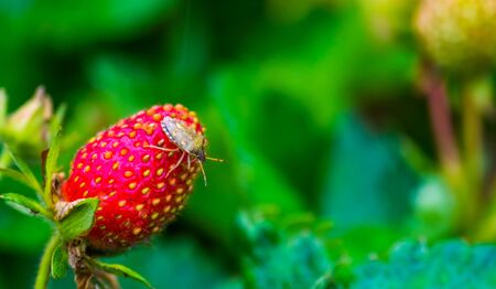 mottled shield bug sitting on a strawberry, common insect specie from Europeの写真素材