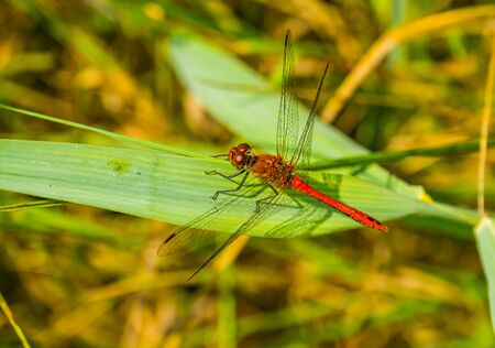 macro closeup of a ruddy darter, fire red dragonfly, common insect specie from Europeの写真素材