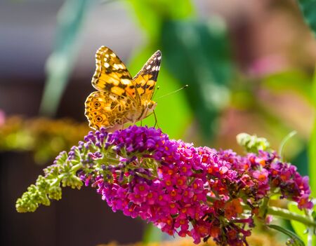 Beautiful closeup of a painted lady butterfly sitting on the flowers of a summer lilac plant, common cosmopolitan insect specieの写真素材