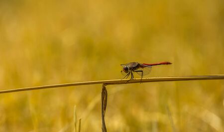 closeup portrait of a ruddy darter sitting on a blade of grass, fire red dragonfly, common insect...