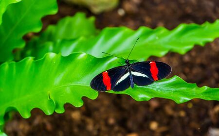 macro closeup of a small red postman butterfly with open wings, tropical insect specie from Costa...