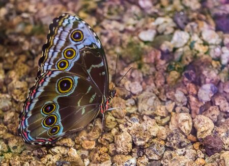 side macro closeup of a blue morpho butterfly, tropical insect specie from Americaの写真素材