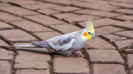 closeup portrait of a cockatiel, popular pet in aviculture, tropical bird specie from Australia