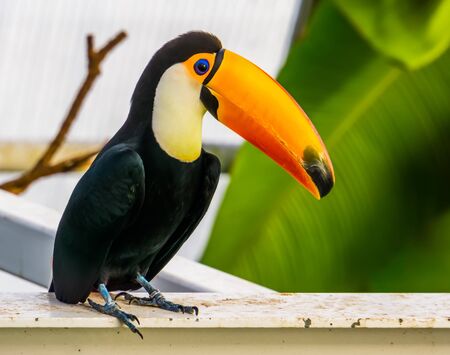 closeup of a toco toucan, popular tropical bird specie from Americaの写真素材