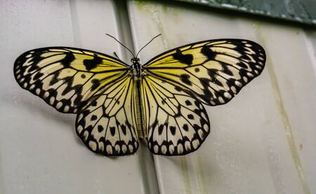 beautiful closeup of a tree nymph butterfly, tropical insect specie from Asia