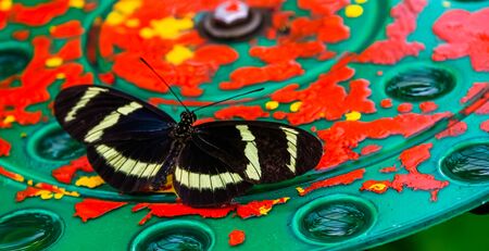 macro closeup of a hewitson's longwing butterfly, tropical insect specie from Costa Rica, Americaの写真素材